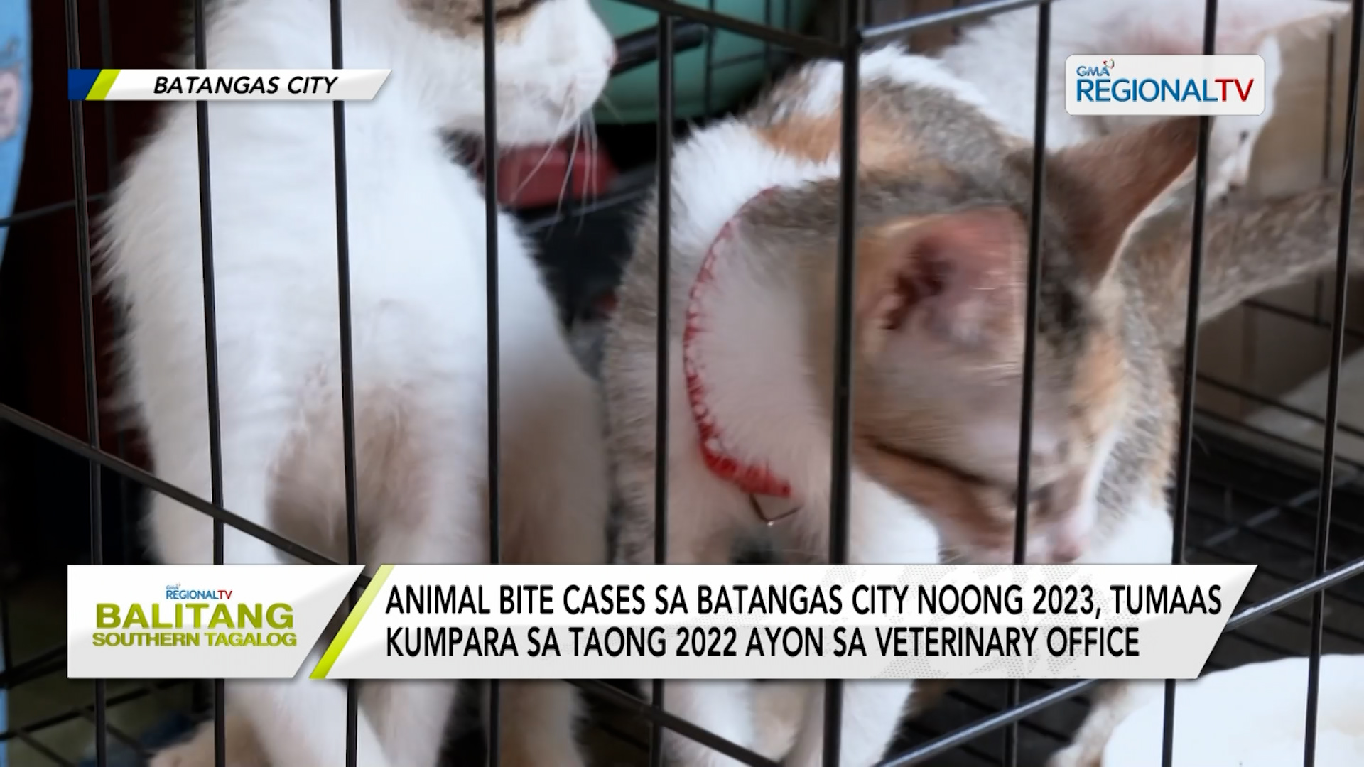 Animal bite cases sa Batangas City noong 2023 tumaas kumpara noong 2022 Balitang Southern Tagalog