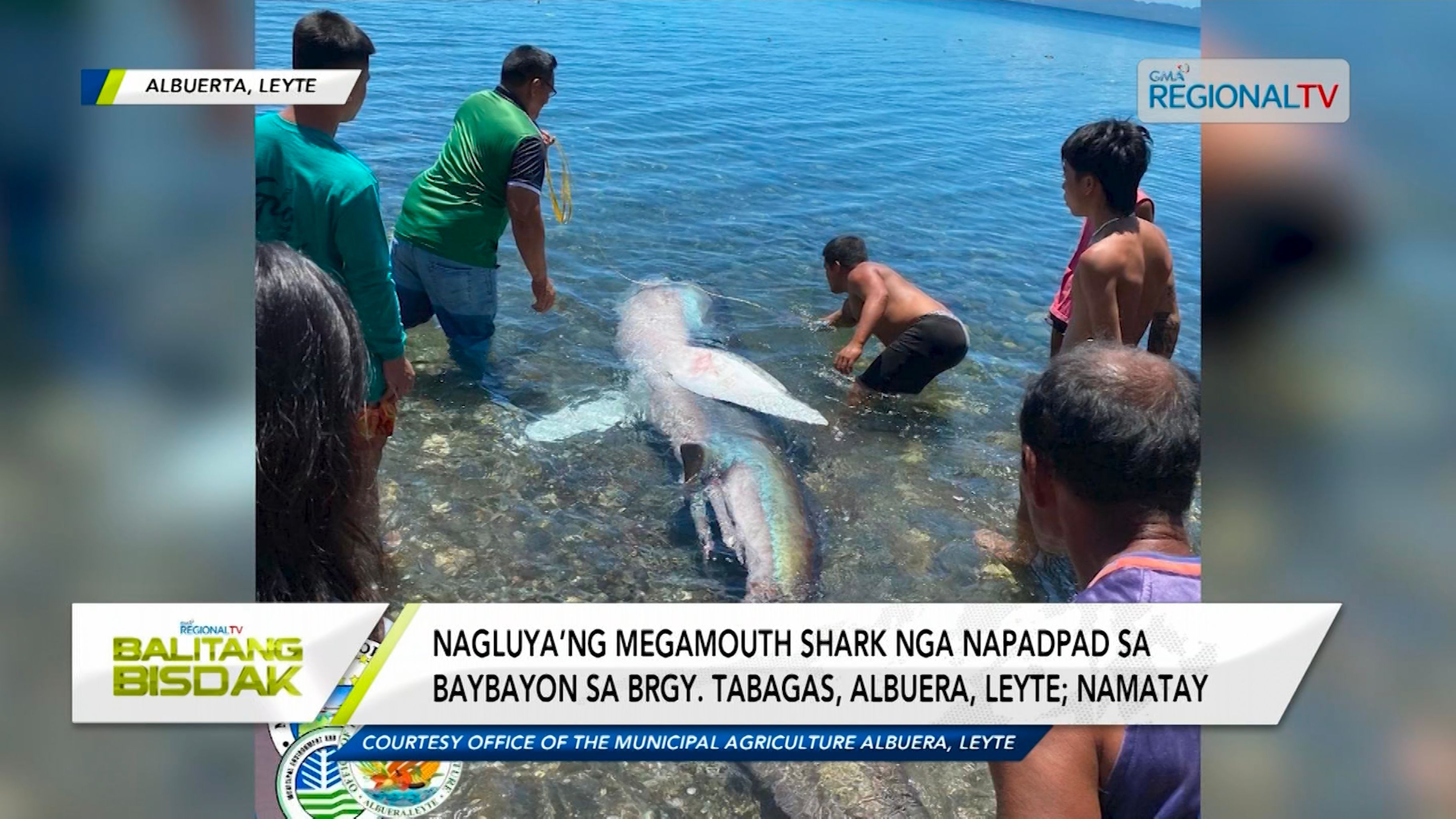 Megamouth shark, nadagsa sa baybayon sa Albuera, Leyte