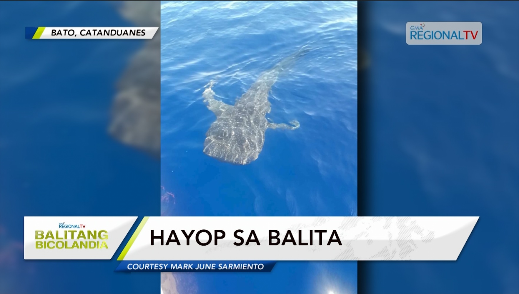 Nasa 7 metrong whale shark, nadukayan sa kadagatang sakop kan Bato