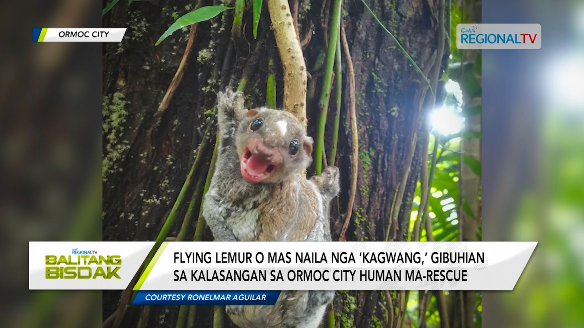 Philippine flying lemur o Kagwang, gibuhian sa kalasangan