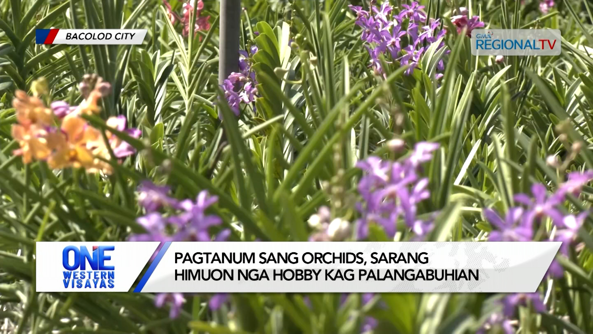 Pagtanum sang orchids, sarang himuon nga hobby kag palangabuhian