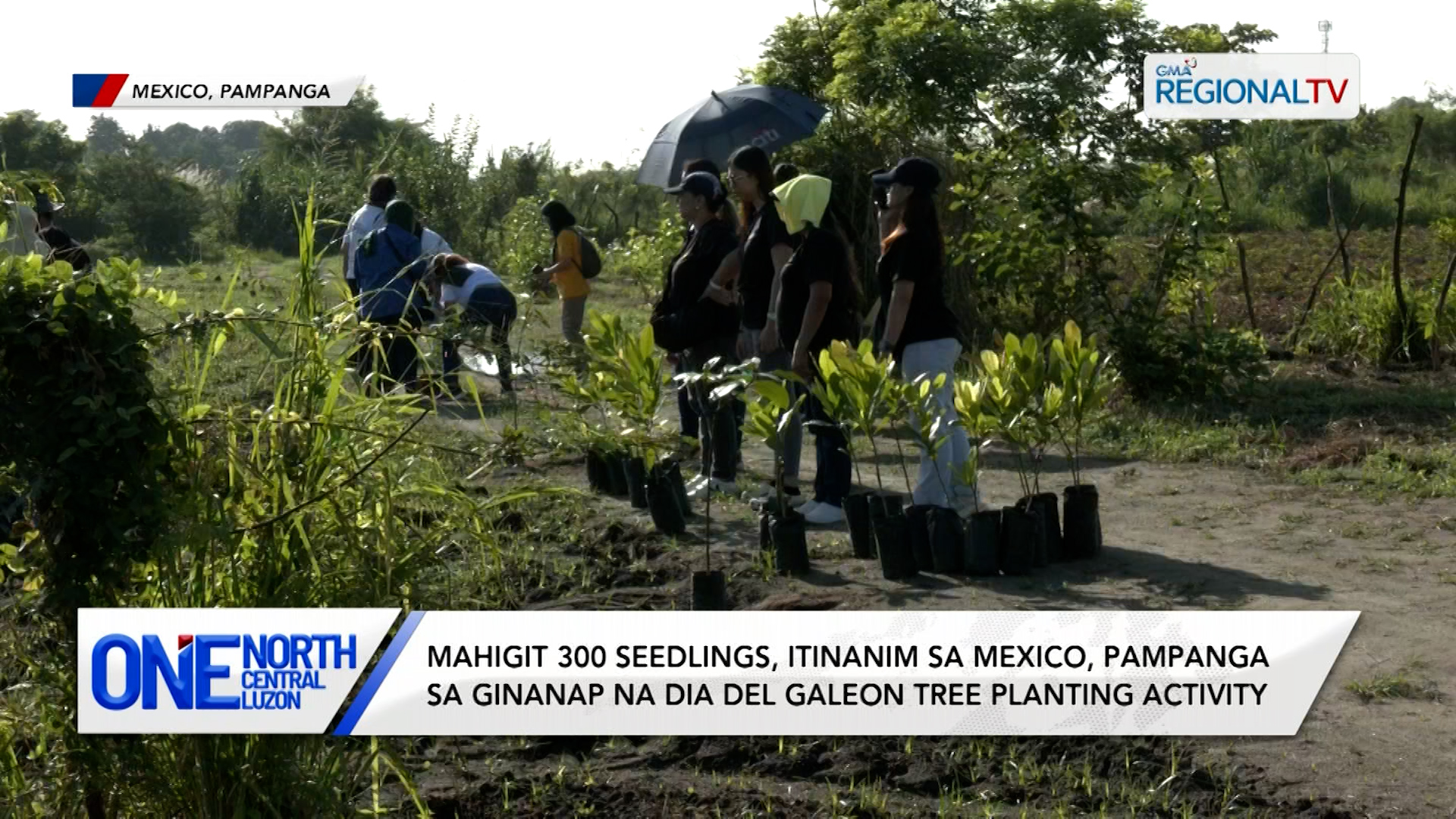 Mahigit 300 seedlings, itinanim sa Mexico, Pampanga