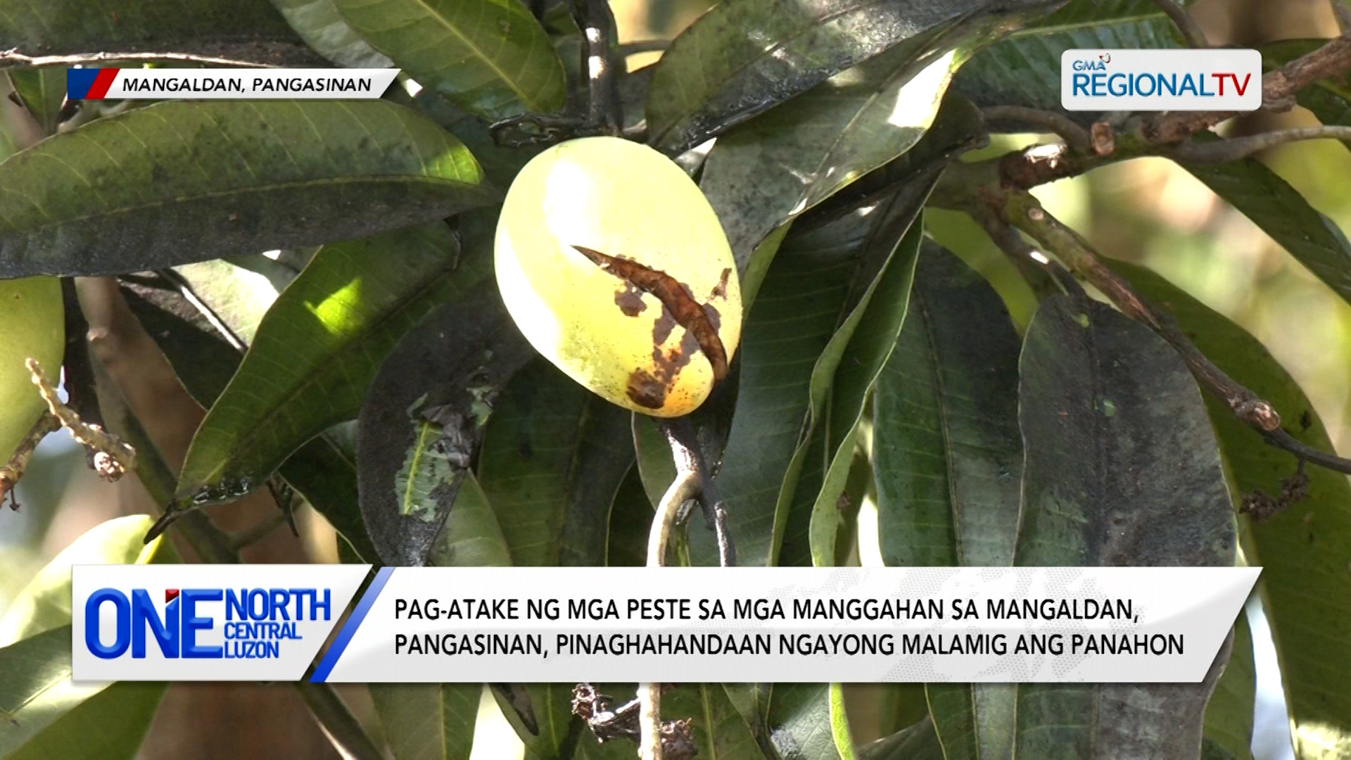Pagkabulok ng mga bulaklak ng mangga, problema raw ng ilang mango growers