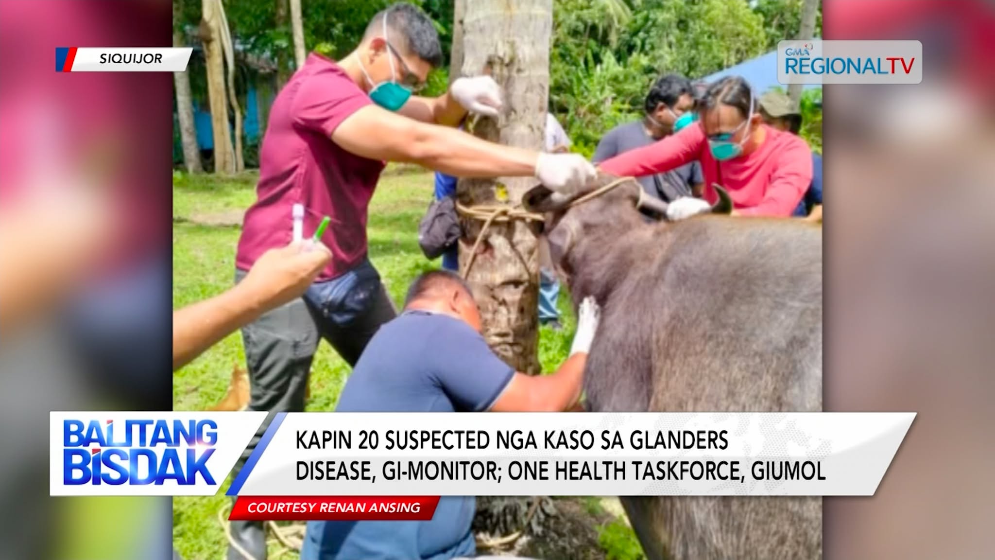 6 ka kaso sa glanders disease, gikumpirmar sa Siquijor Provincial Health Office
