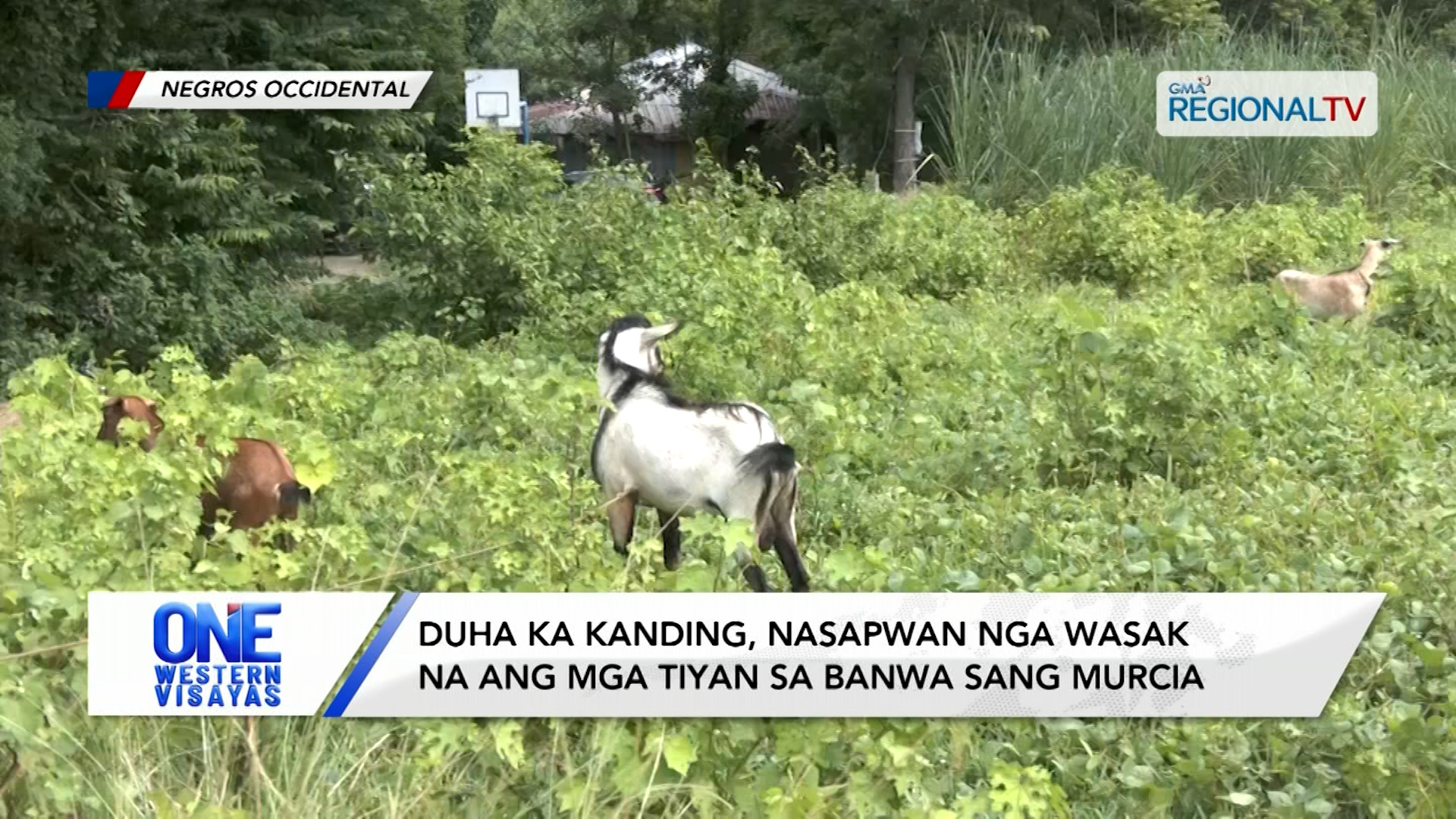 Duha ka kanding, nasapwan nga wasak na ang mga tiyan sa banwa sang Murcia