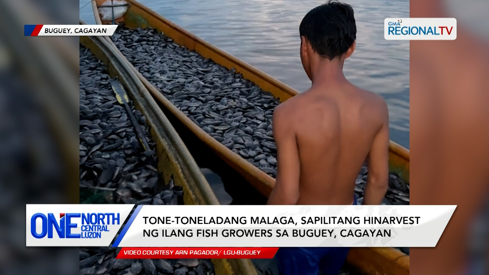 Tone-toneladang malaga, sapilitang hinarvest sa Buguey, Cagayan | One North Central Luzon