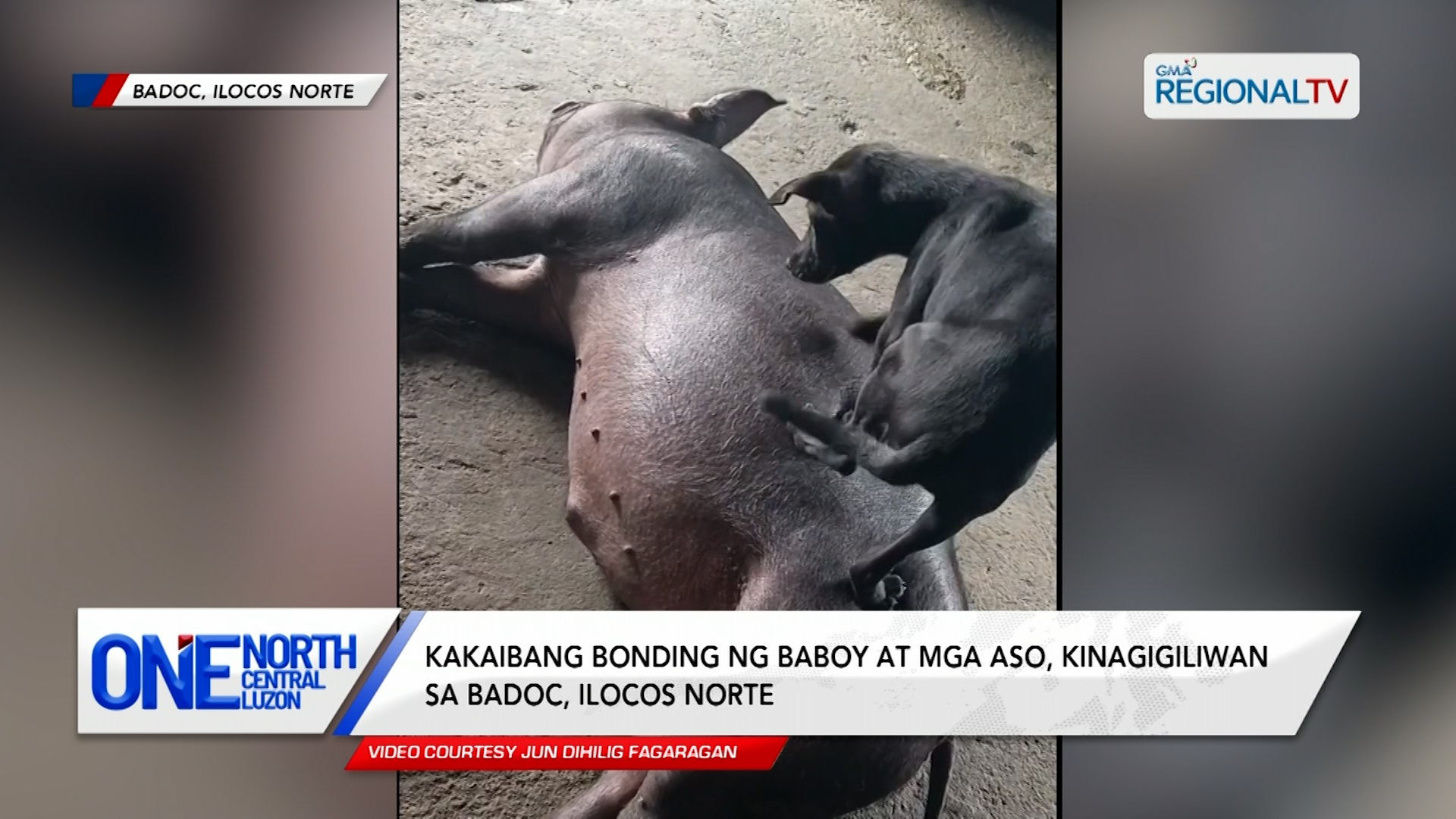 Kakaibang bonding ng baboy at mga aso, kinagigiliwan sa Ilocos Norte | One North Central Luzon