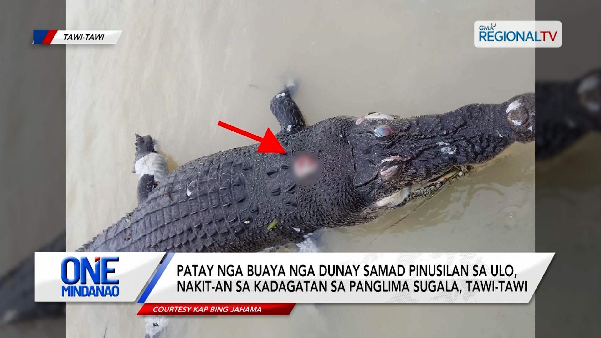 Patay nga buaya nga dunay samad pinusilan sa ulo, nakit-an sa kadagatan | One Mindanao