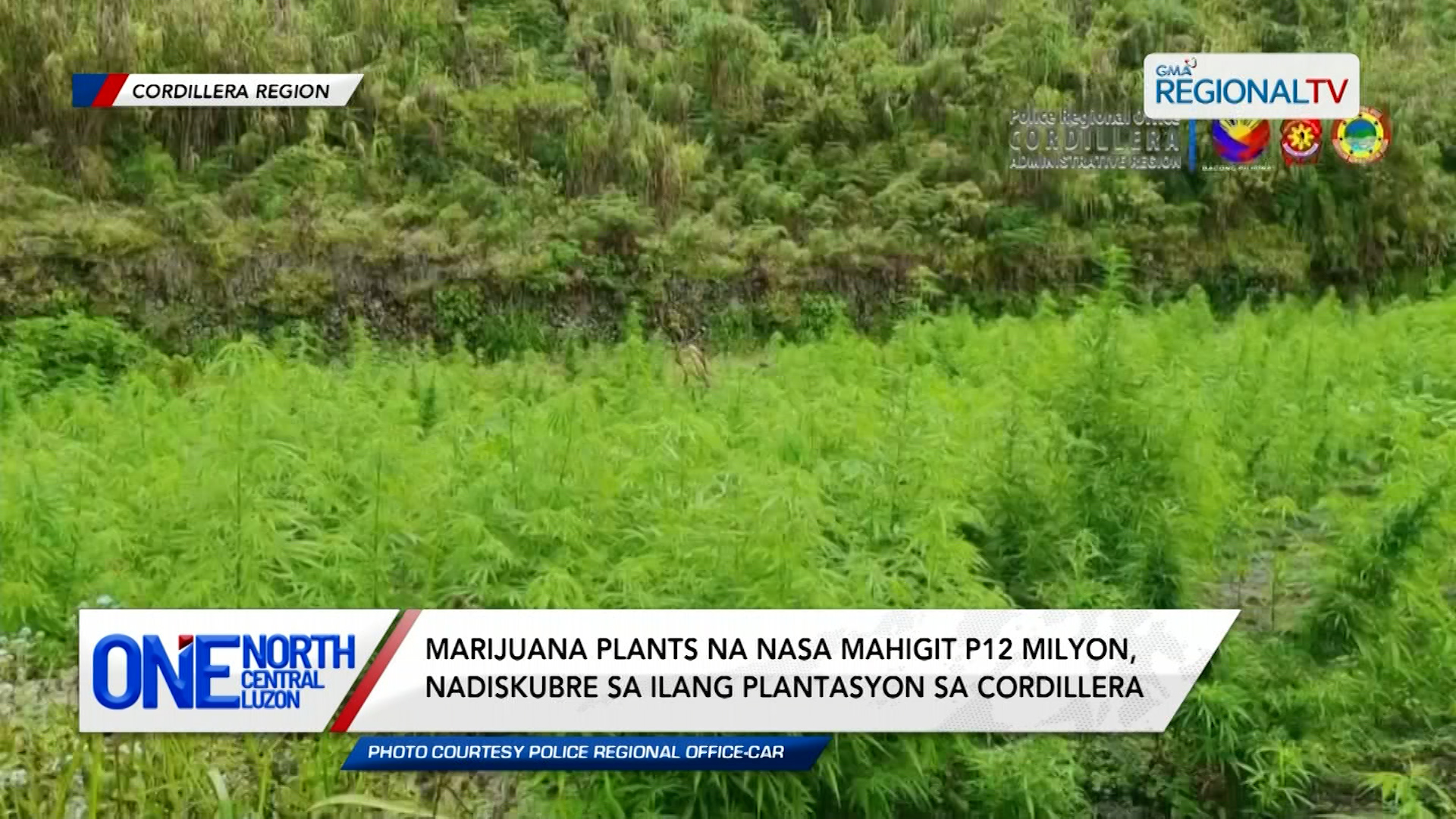 Marijuana plants na nasa mahigit P12 milyon, nadiskubre sa Cordillera | One North Central Luzon