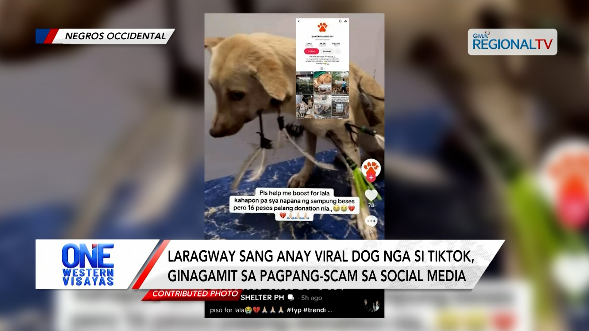 Laragway sang anay viral dog nga si tiktok, ginagamit sa pagpang-scam | One Western Visayas