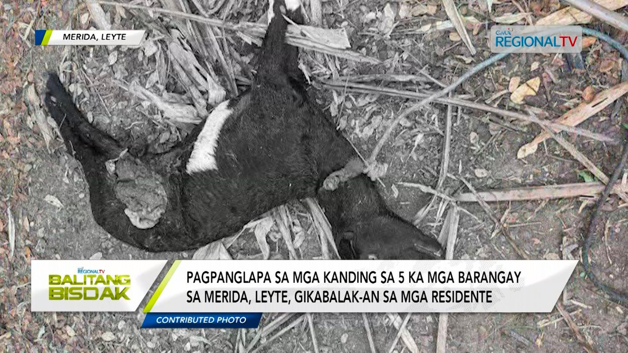 Mga kanding sa 5 ka barangay sa Merida, Leyte, gipanglapa