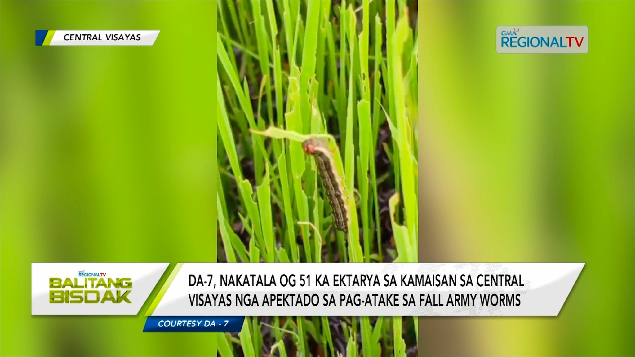 Fall Armyworms, Miatake sa 51 Ektarya sa Kamaisan sa Central Visayas