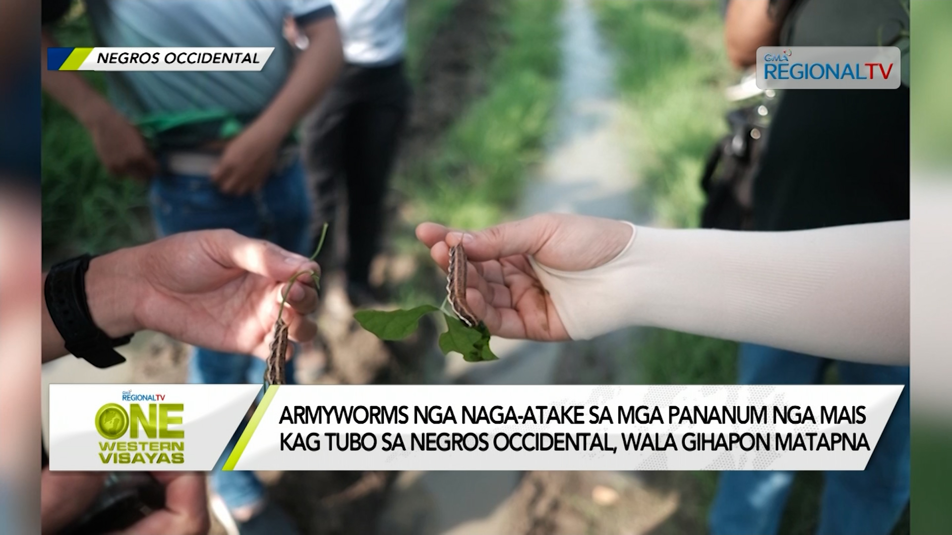 Armyworms, naga-atake gihapon sa mga pananum sa Negros Occidental