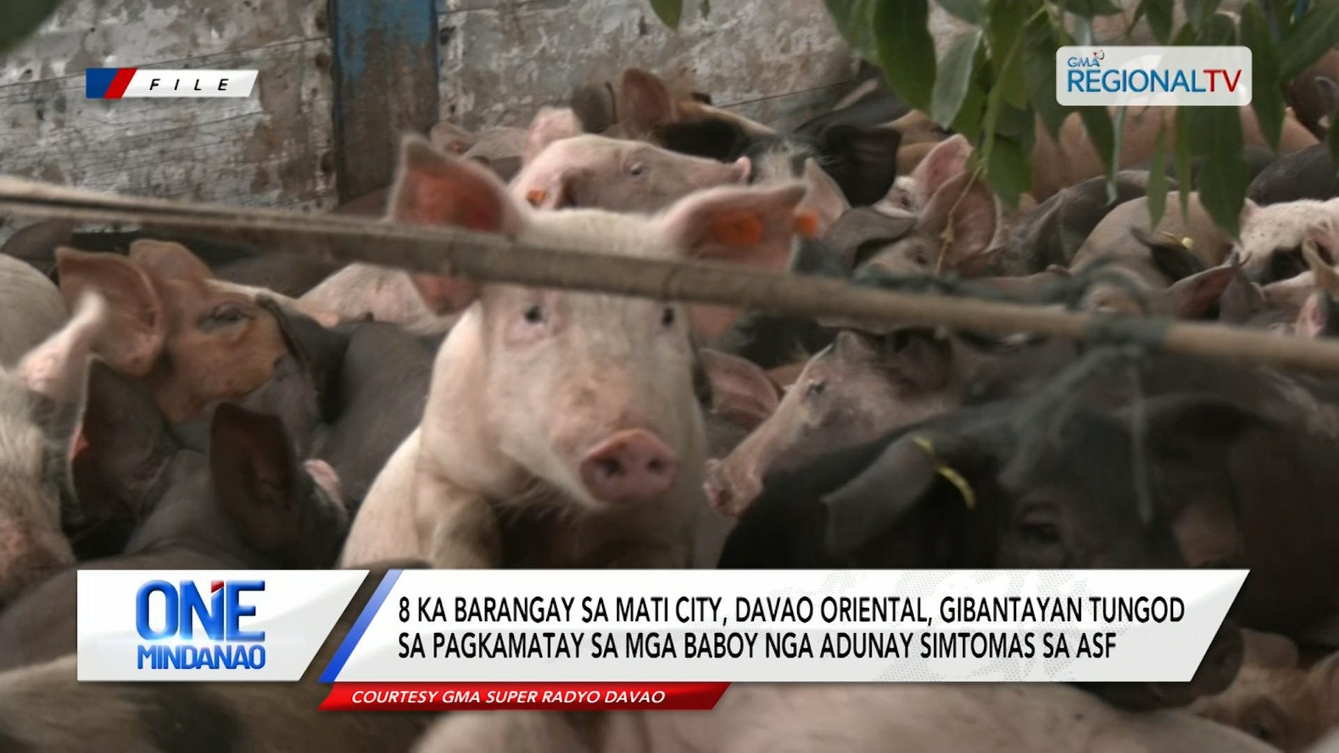 8 ka barangay sa Mati City, gibantayan tungod sa pagkamatay sa mga baboy