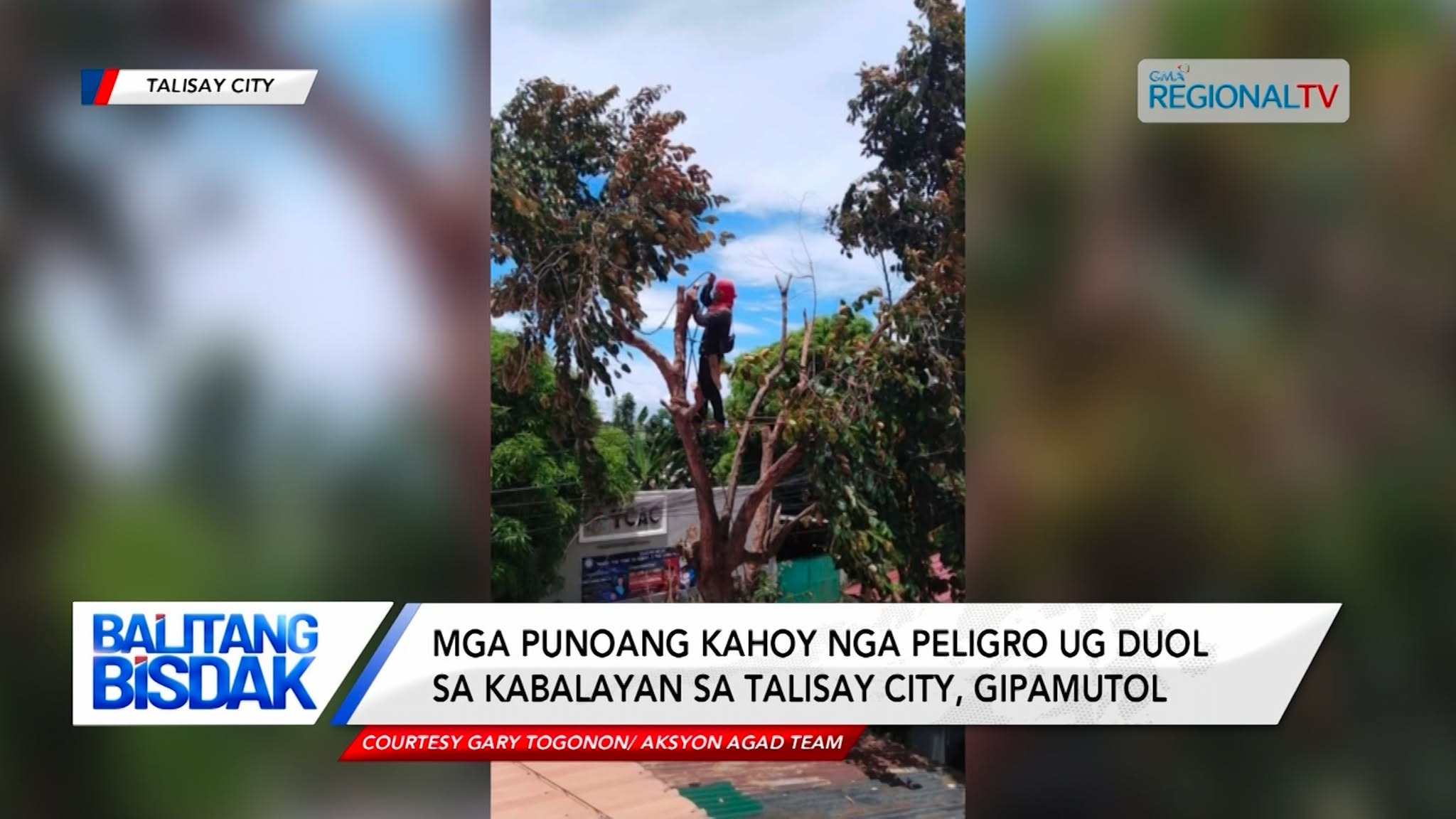 Mga punoang kahoy nga peligro ug duol sa kabalayan sa Talisay City, gipamutol