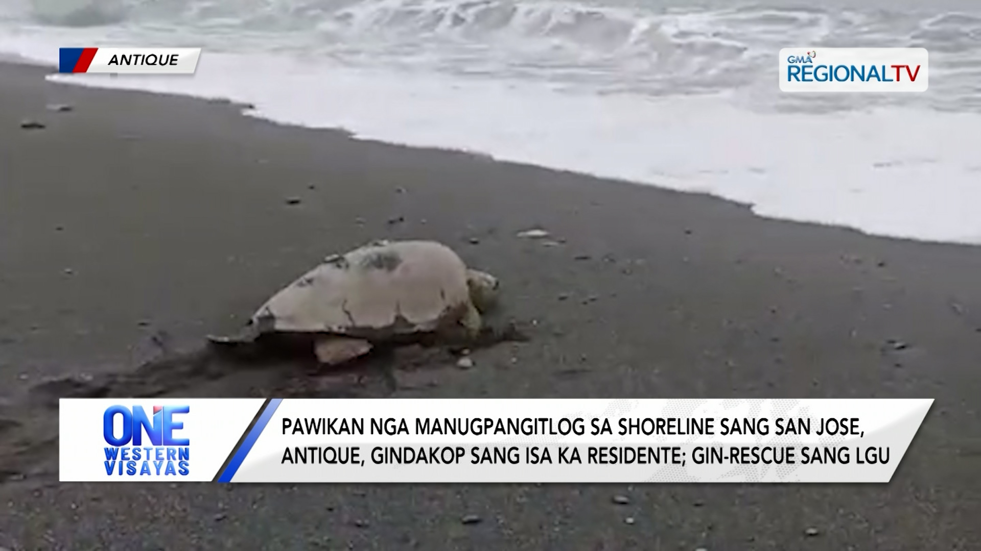 Pawikan gindakop sang isa ka residente sa shoreline sa Antique; gin-rescue | One Western Visayas