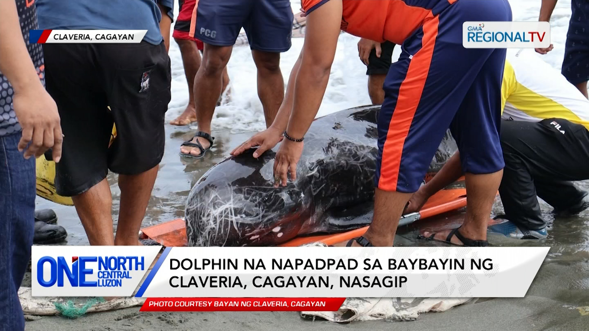 Dolphin na napadpad sa baybayin ng Claveria, Cagayan, nasagip | One North Central Luzon