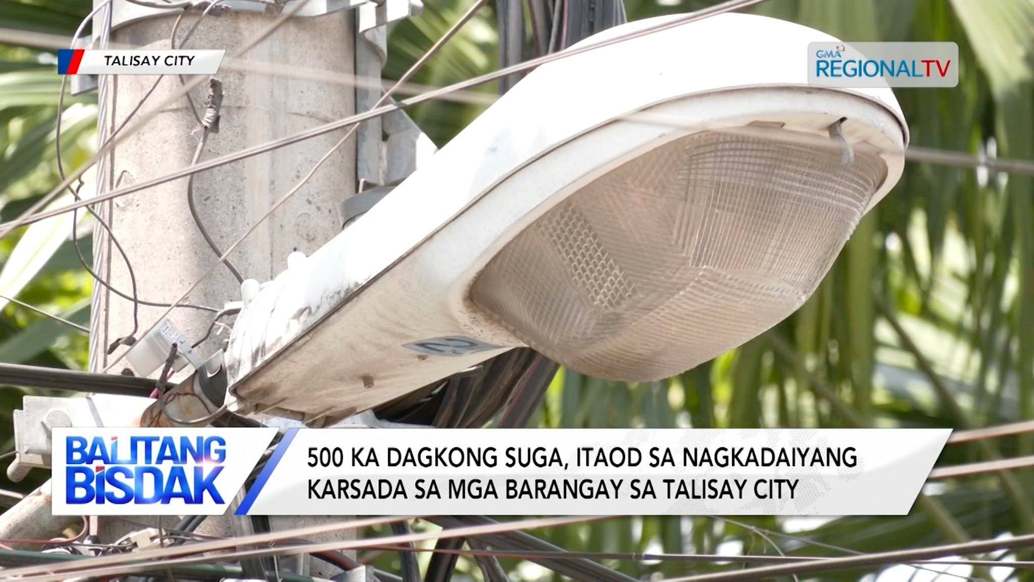 500 ka dagkong suga, itaod sa nagkadaiyang karsada sa mga barangay sa Talisay City | Balitang Bisdak