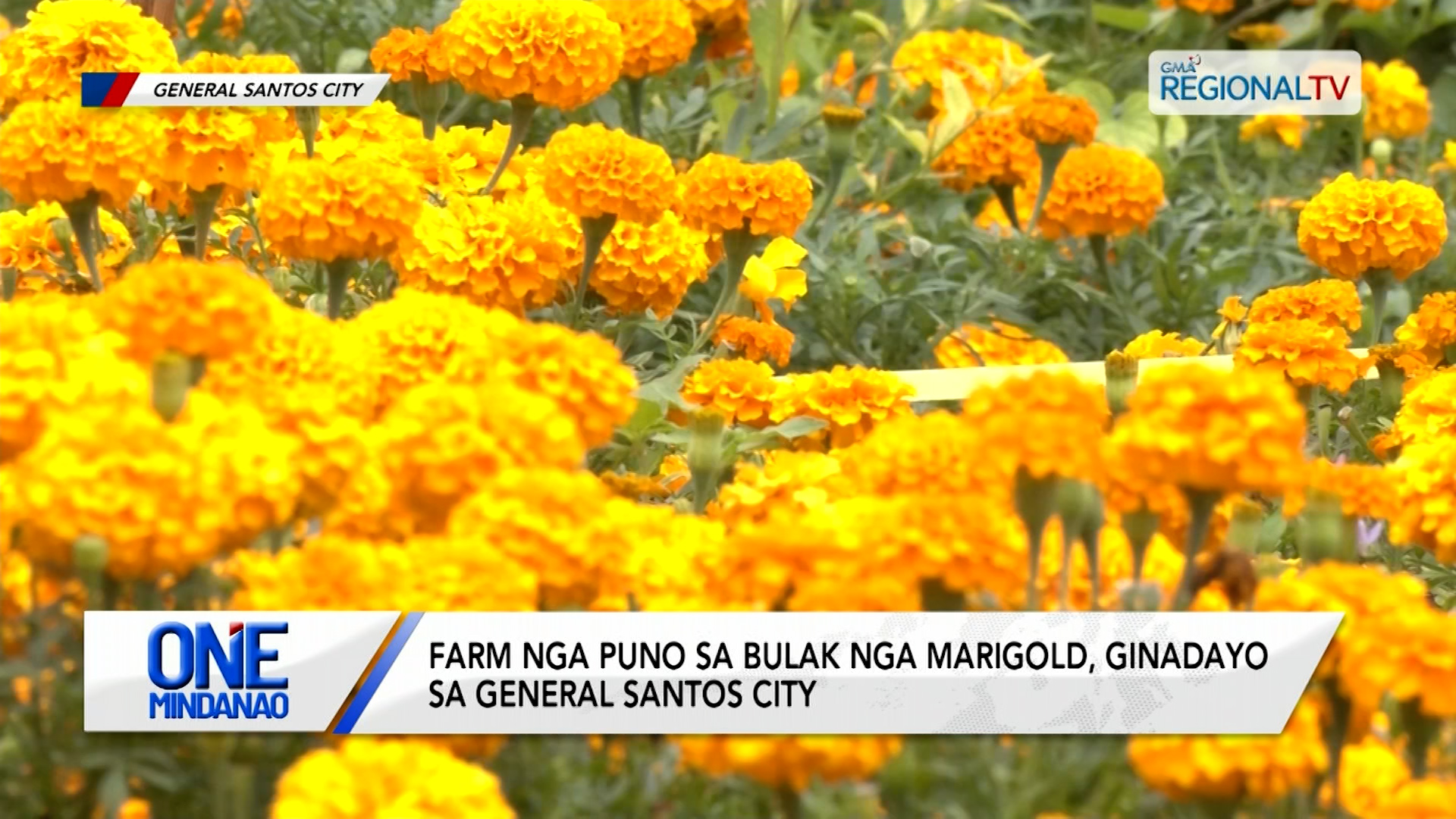 Farm nga puno sa bulak nga marigold, ginadayo | One Mindanao
