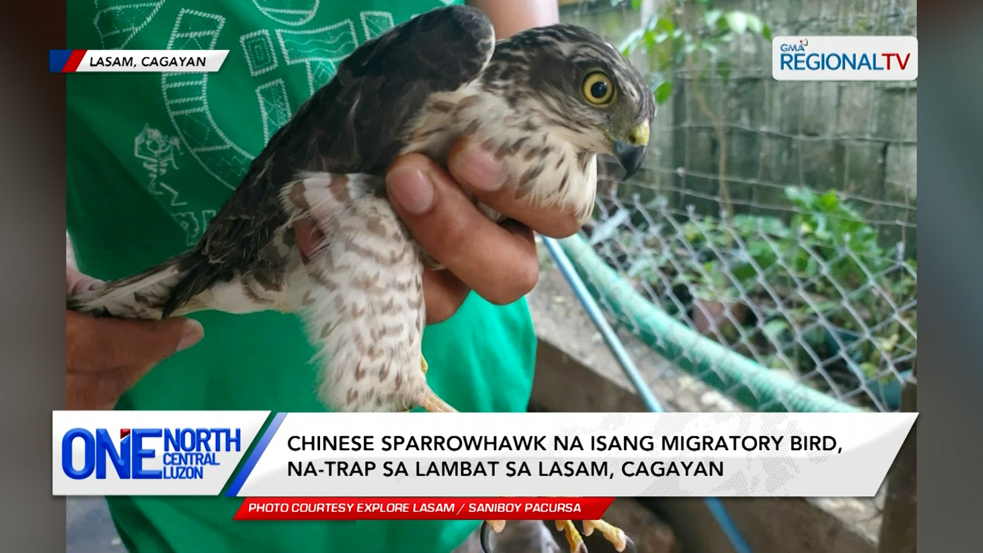 Chinese Sparrowhawk na isang migratory bird, na-trap sa lambat sa Cagayan | One North Central Luzon
