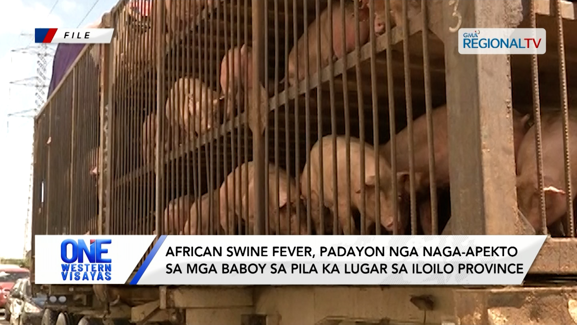 African swine fever padayon naga-apekto sa mga baboy sa pila ka lugar sa Iloilo| One Western Visayas