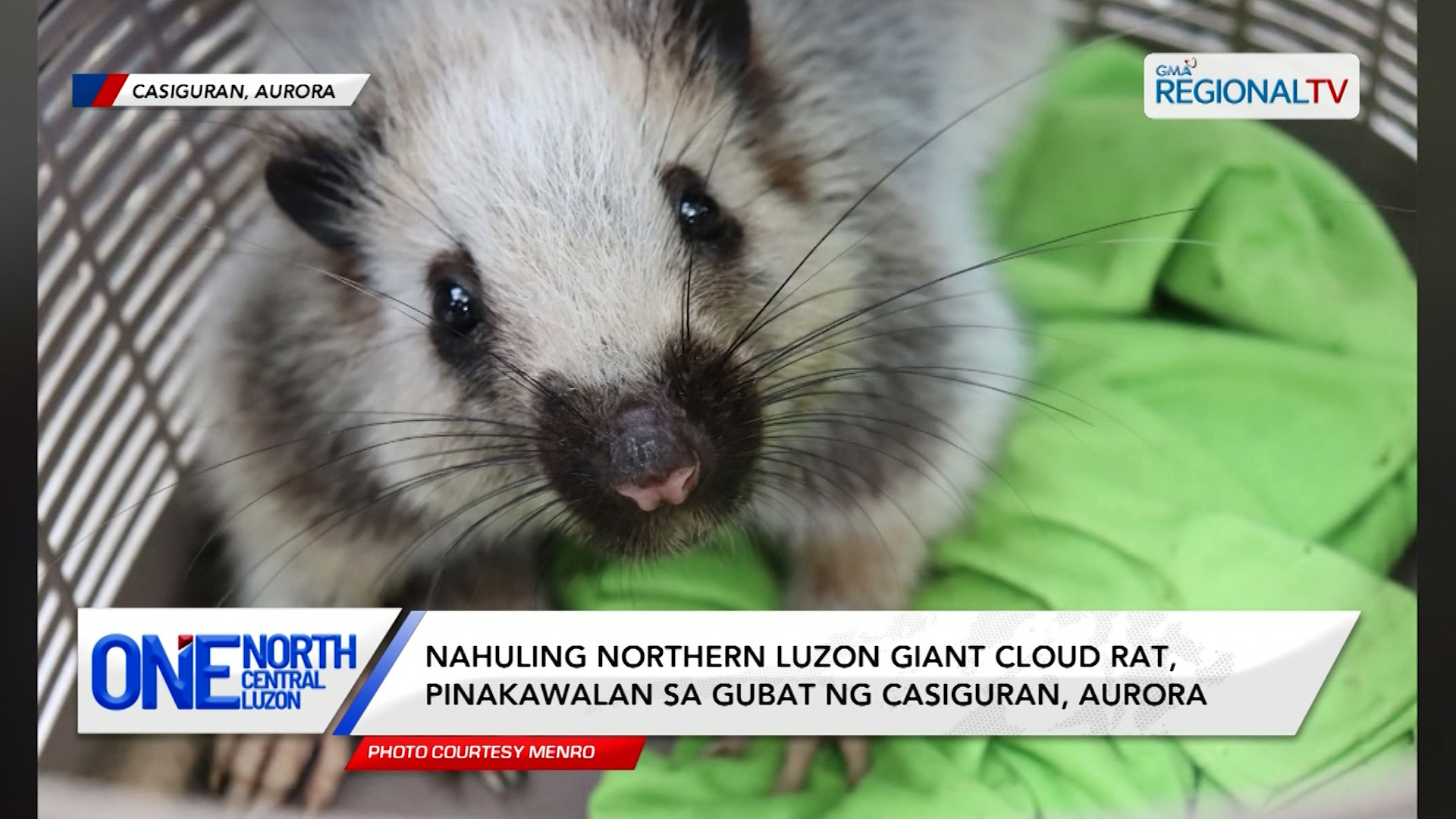 Nahuling Northern Luzon Giant Cloud Rat, pinakawalan sa gubat ng Aurora | One North Central Luzon