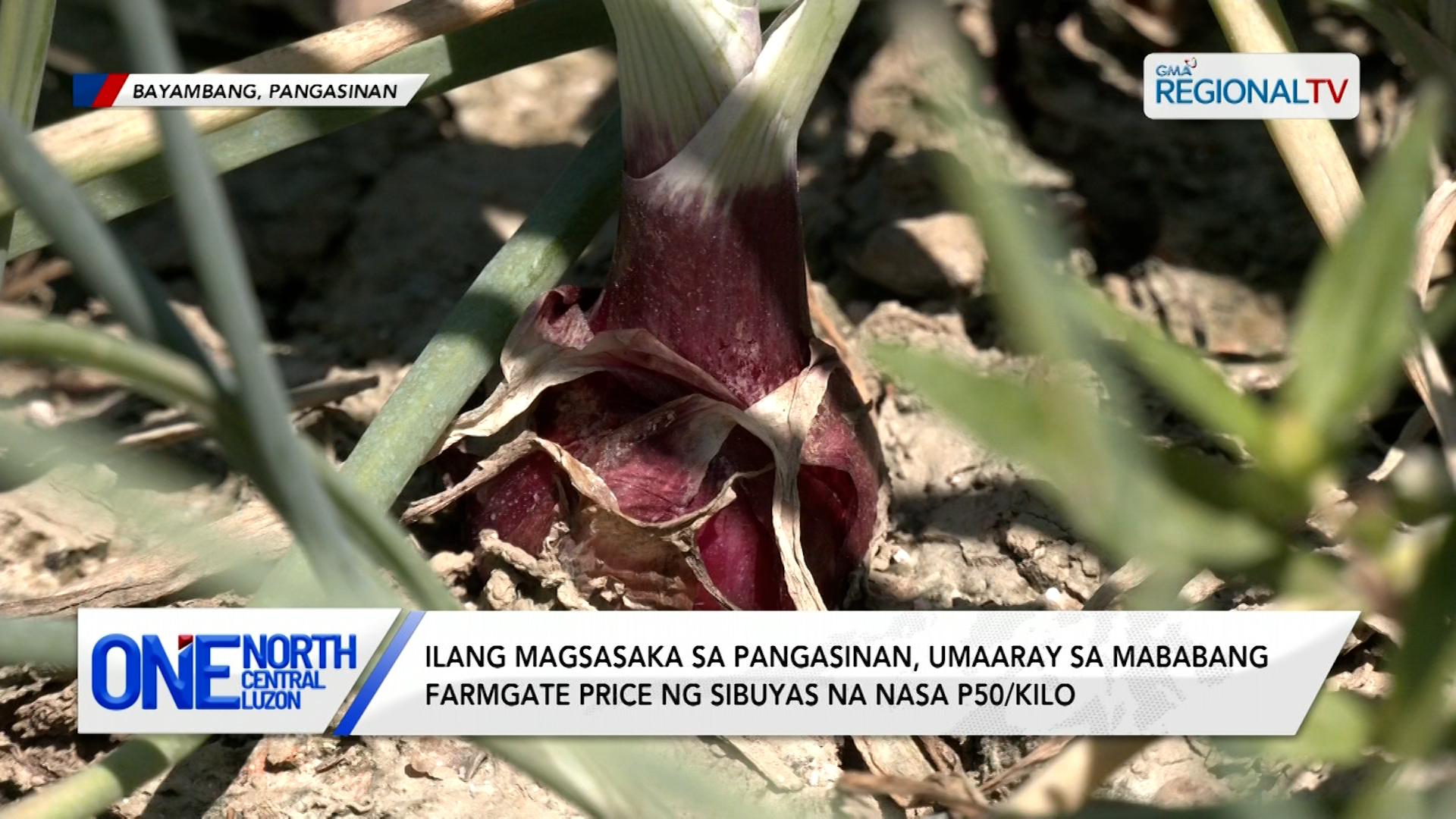 Ilang magsasaka, umaaray sa mababang farmgate price ng sibuyas | One North Central Luzon