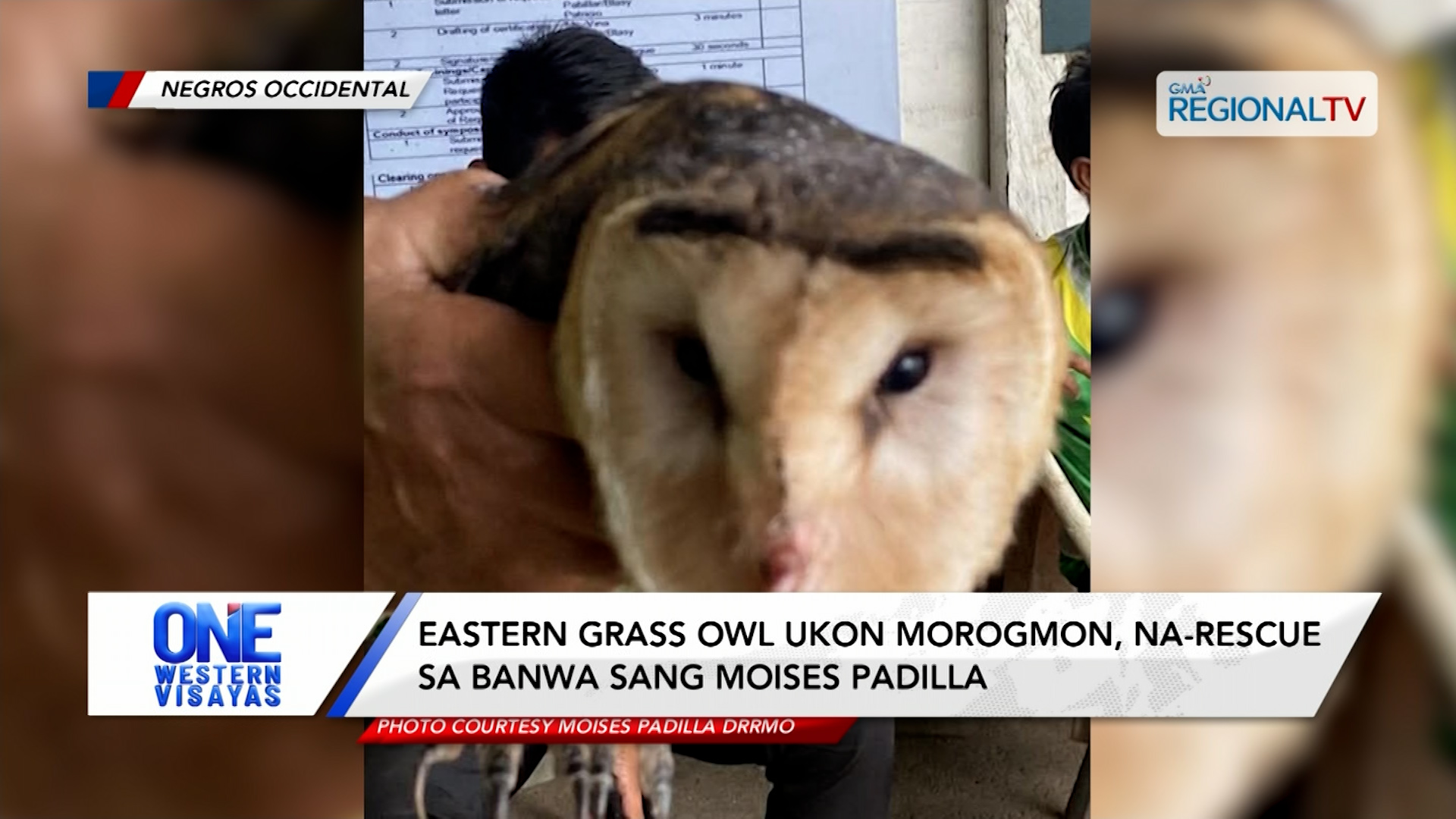 Eastern grass owl ukon morogmon, na-rescue sa banwa sang Moises Padilla | One Western Visayas
