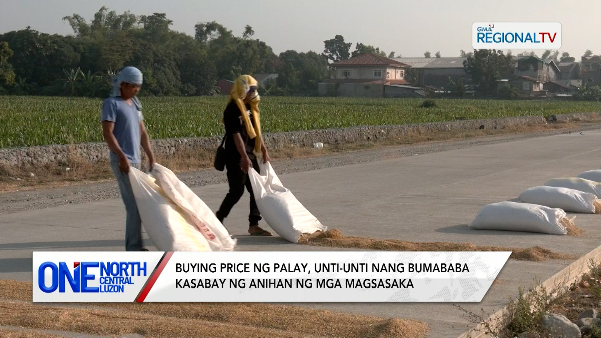 Buying price ng palay, unti-unti nang bumababa kasabay ng anihan | One North Central Luzon