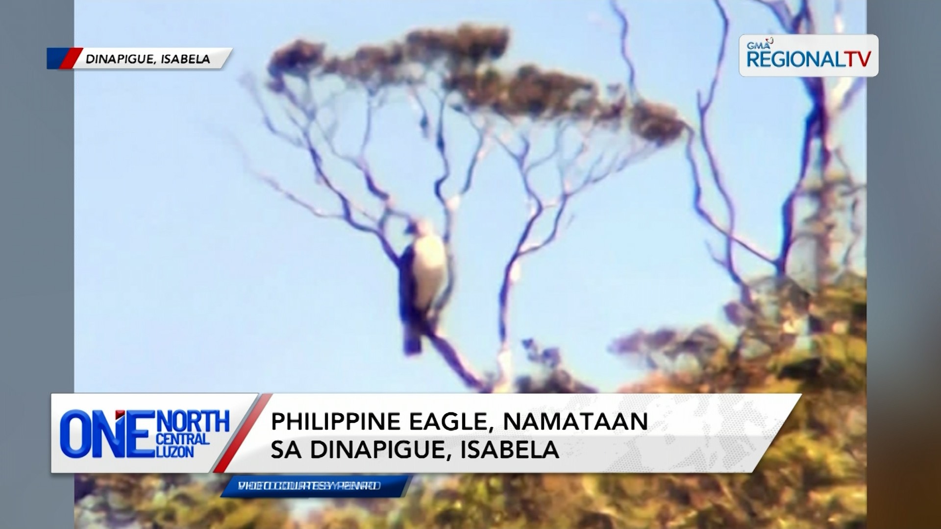 Philippine Eagle, namataan sa Dinapigue, Isabela | One North Central Luzon