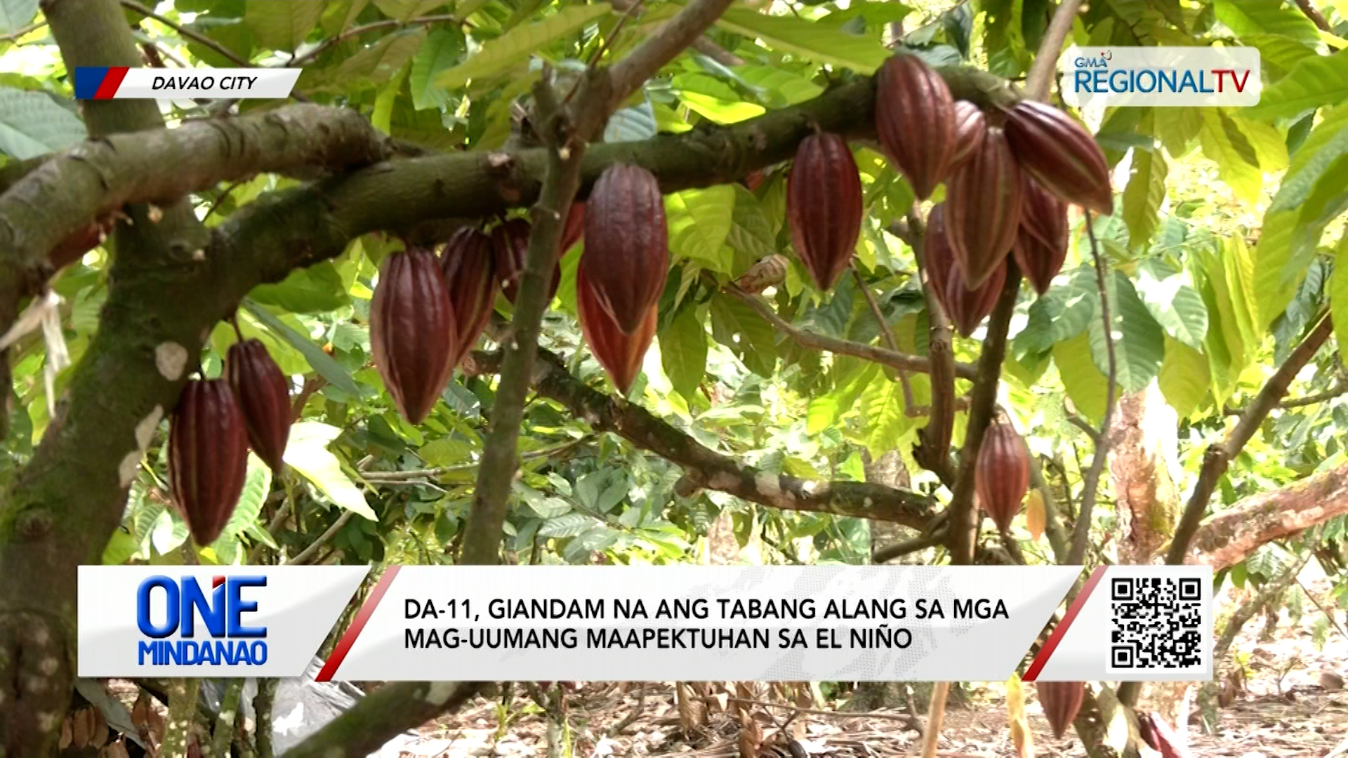 P117 Million nga danyos sa agrikultura, natala sa Davao Region I One Mindanao