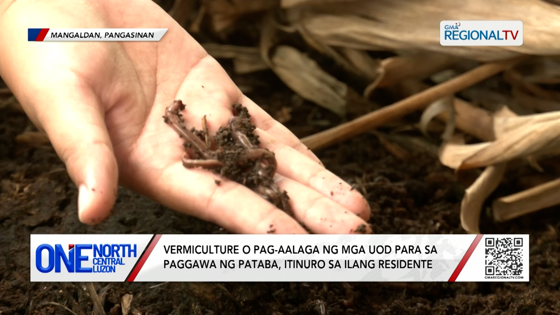 Vermiculture o pag-aalaga ng mga uod para sa paggawa ng pataba, itinuro | One North Central Luzon