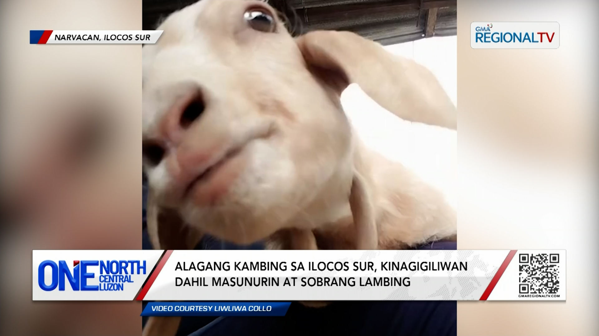 Alagang kambing, kinagigiliwan dahil masunurin at sobrang lambing | One North Central Luzon