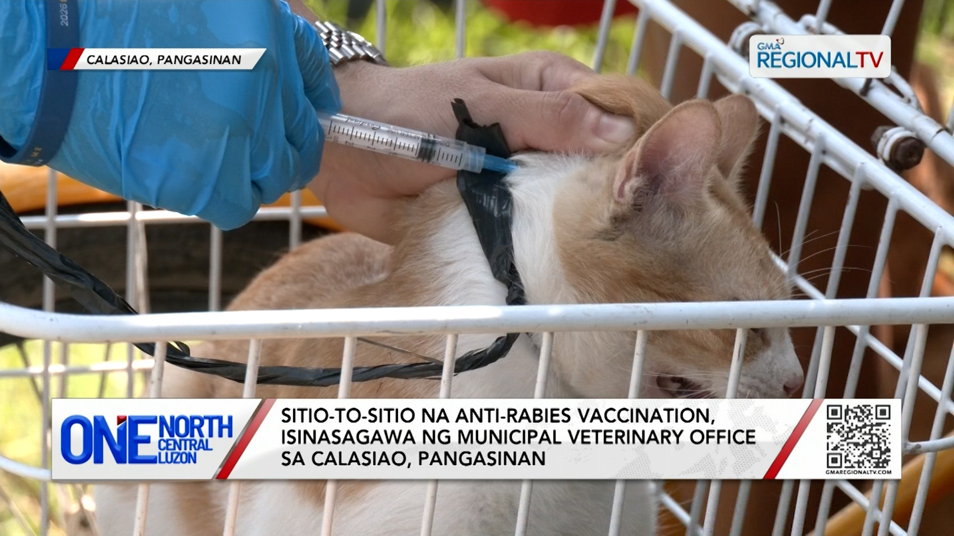 Sitio-to-sitio na anti-rabies vaccination, isinasagawa sa Calasiao | One North Central Luzon