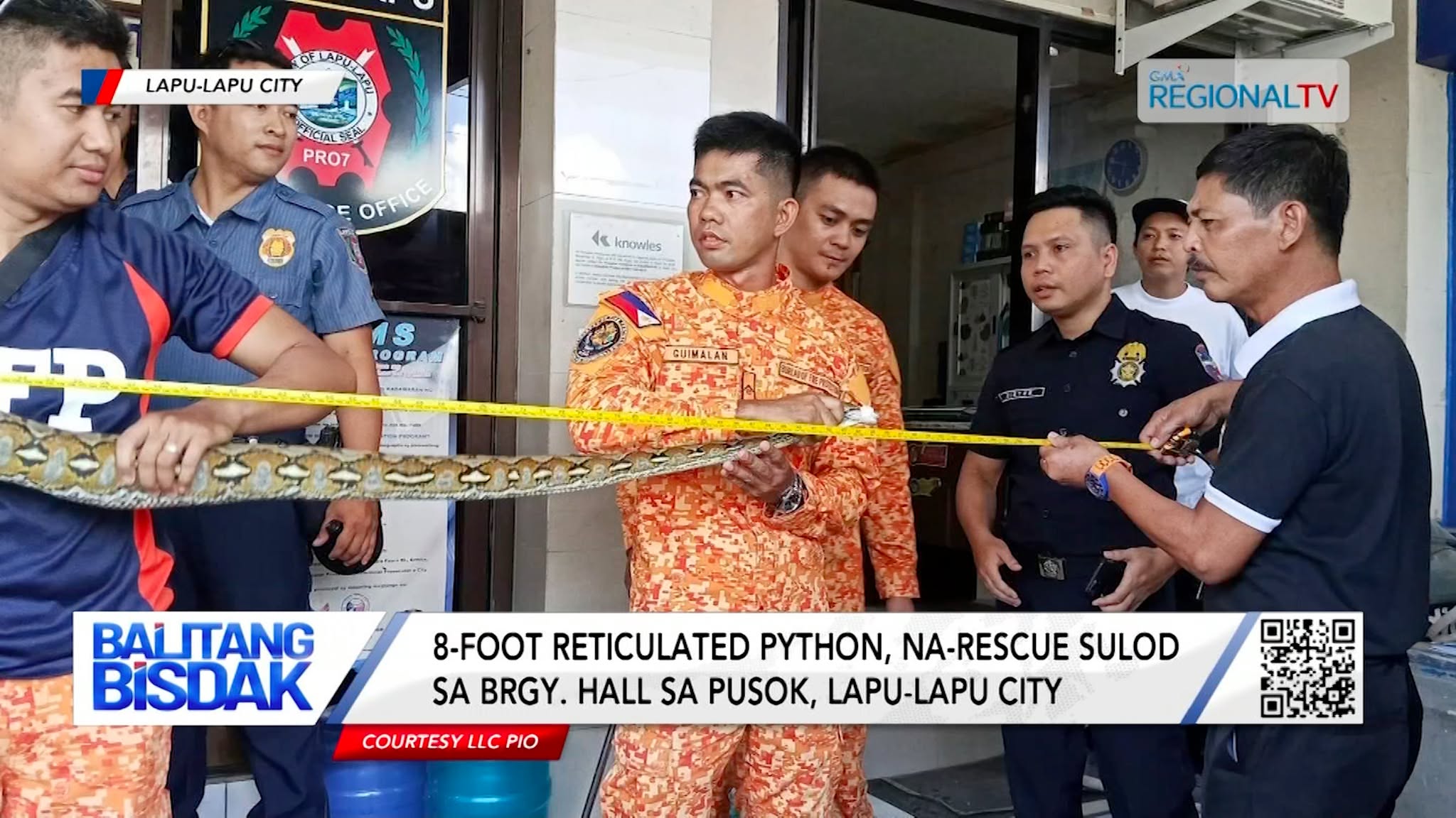 Reticulated Python, Na-rescue sulod sa Brgy. Hall sa Pusok, Lapu-Lapu City | Balitang Bisdak