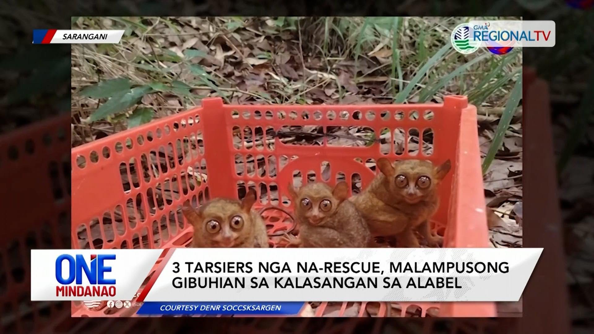 3 tarsiers nga na-rescue, malampusong gibuhian sa kalasangan sa Alabel I One Mindanao