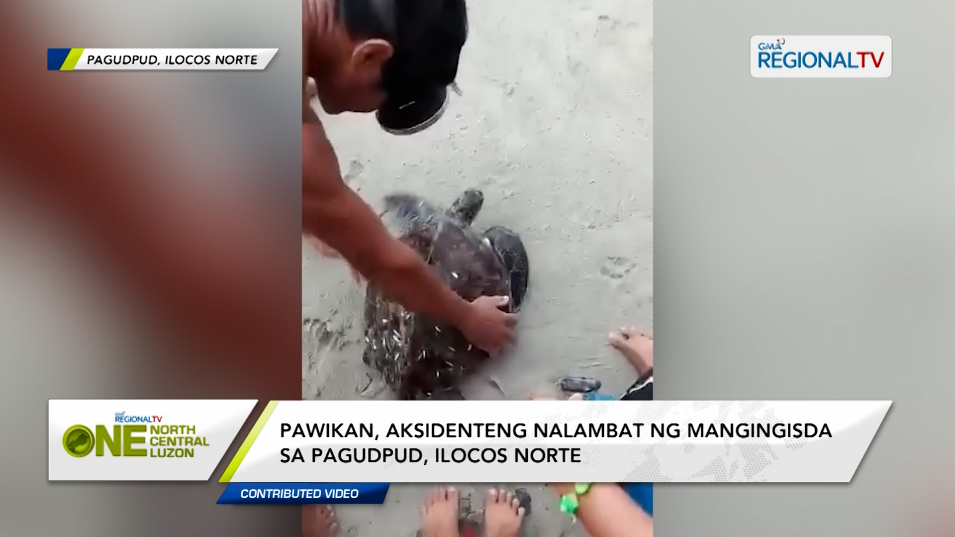 Pawikan, aksidenteng nalambat ng mangingisda sa Pagudpud, Ilocos Norte