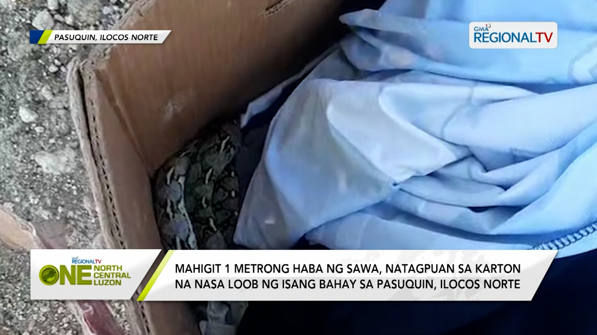 Mahigit 1 metrong haba ng sawa, natagpuan sa karton sa Ilocos Norte