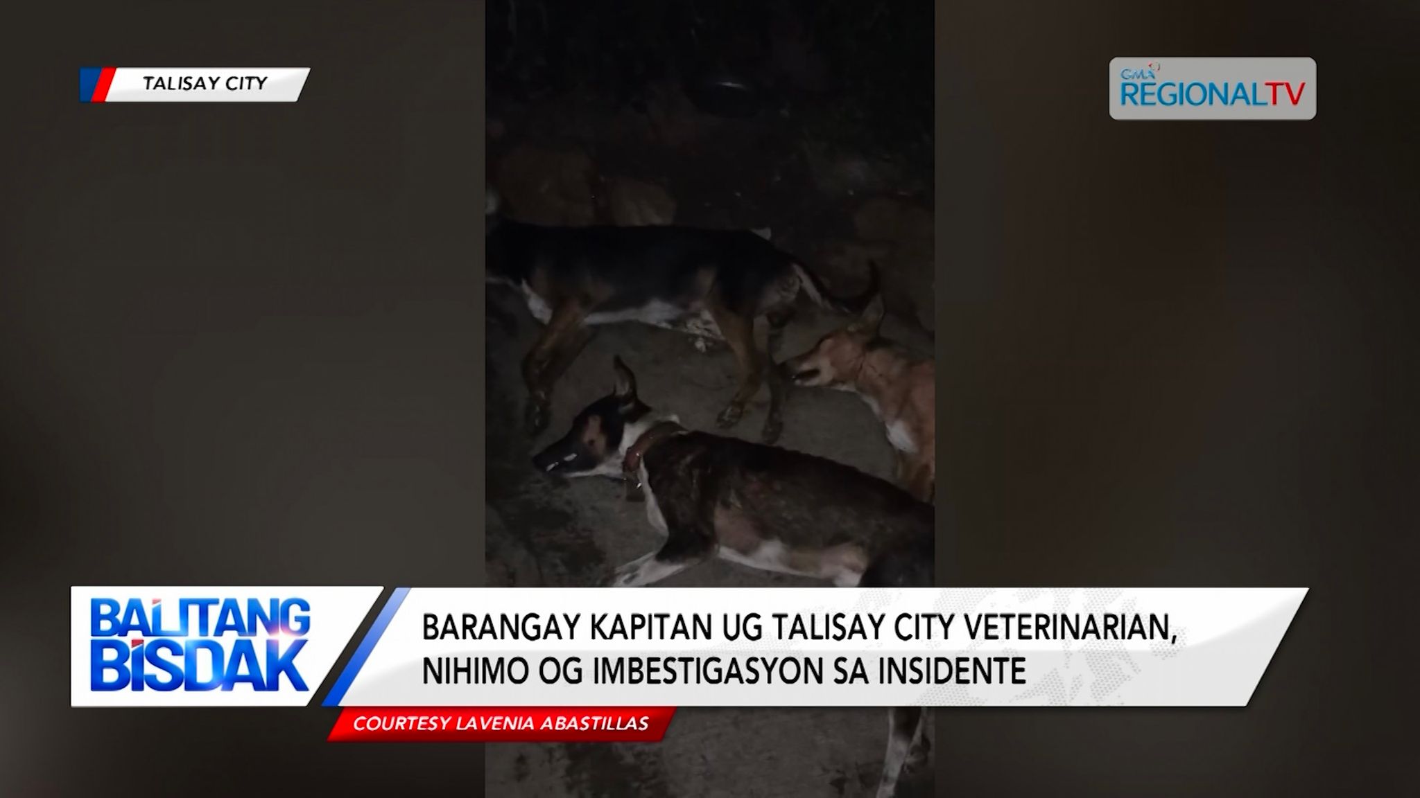 3 ka binuhing iro sa Talisay City, gituhoang gihiloan