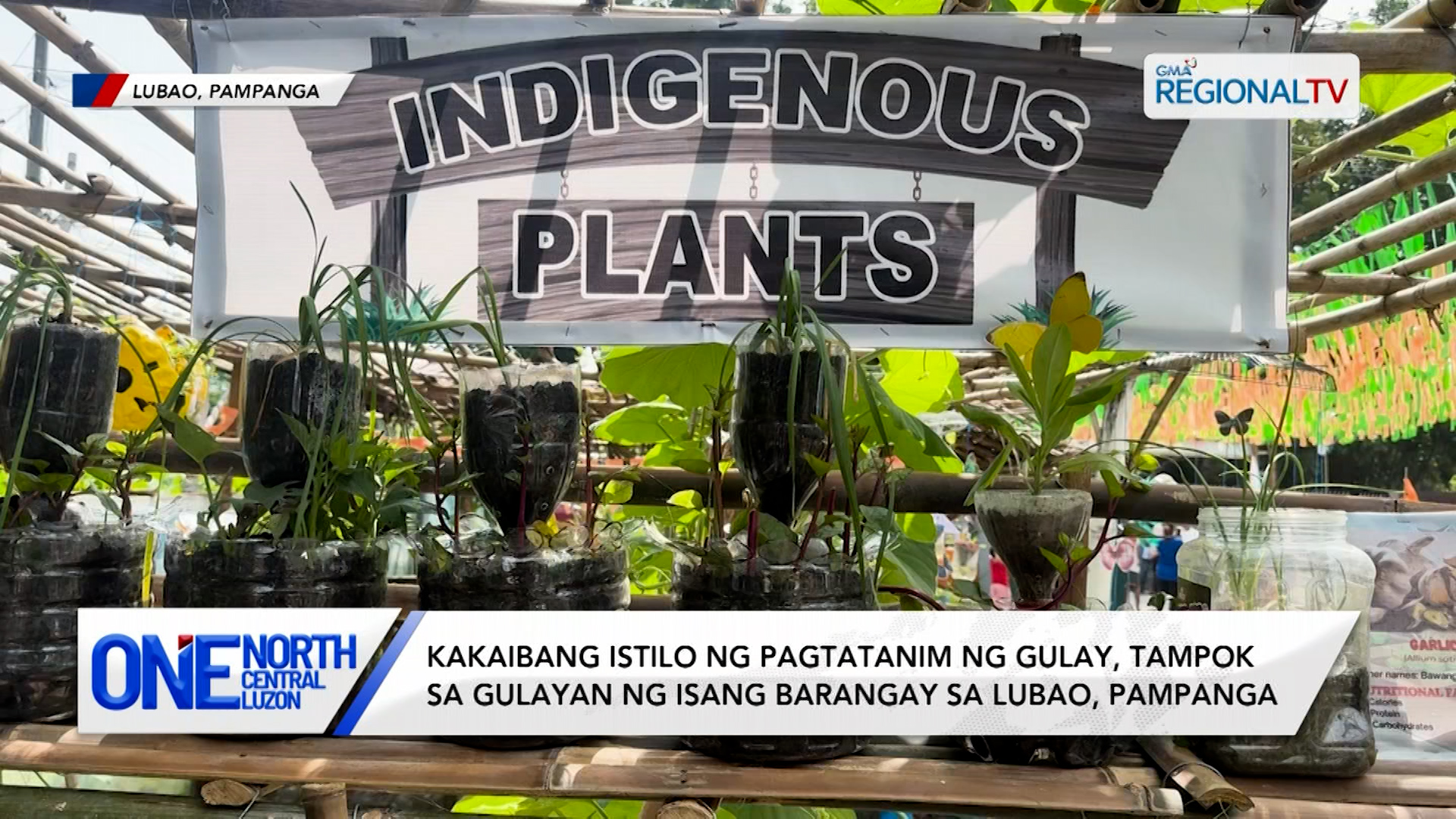 Kakaibang istilo ng pagtatanim ng gulay, tampok sa gulayan sa Pampanga