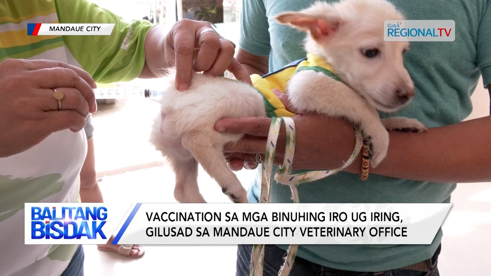 Vaccination sa mga binuhing iro ug iring, gilusad sa Mandaue City Veterinary Office