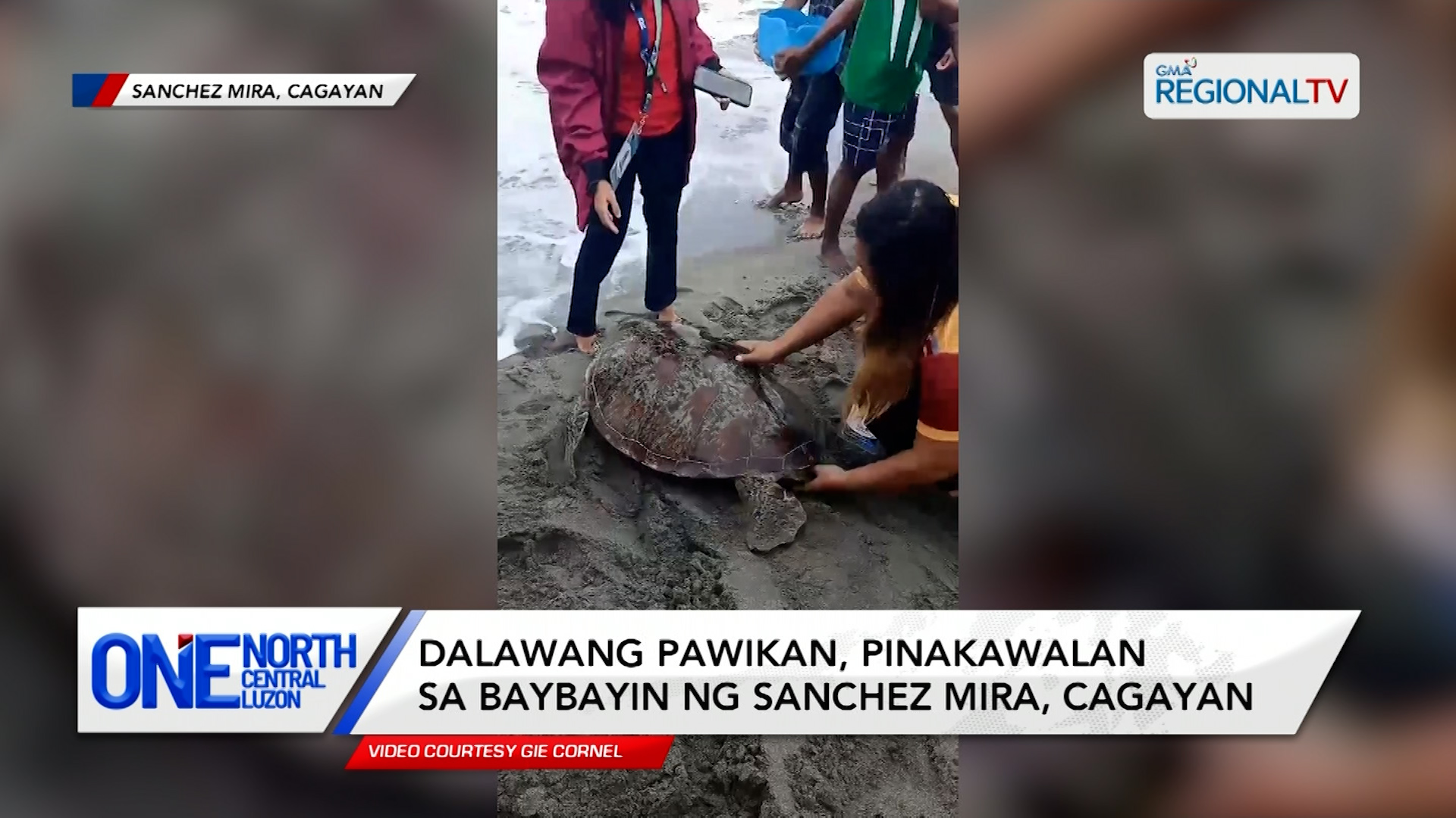 Dalawang pawikan, pinakawalan sa baybayin ng Sanchez Mira, Cagayan | One North Central Luzon