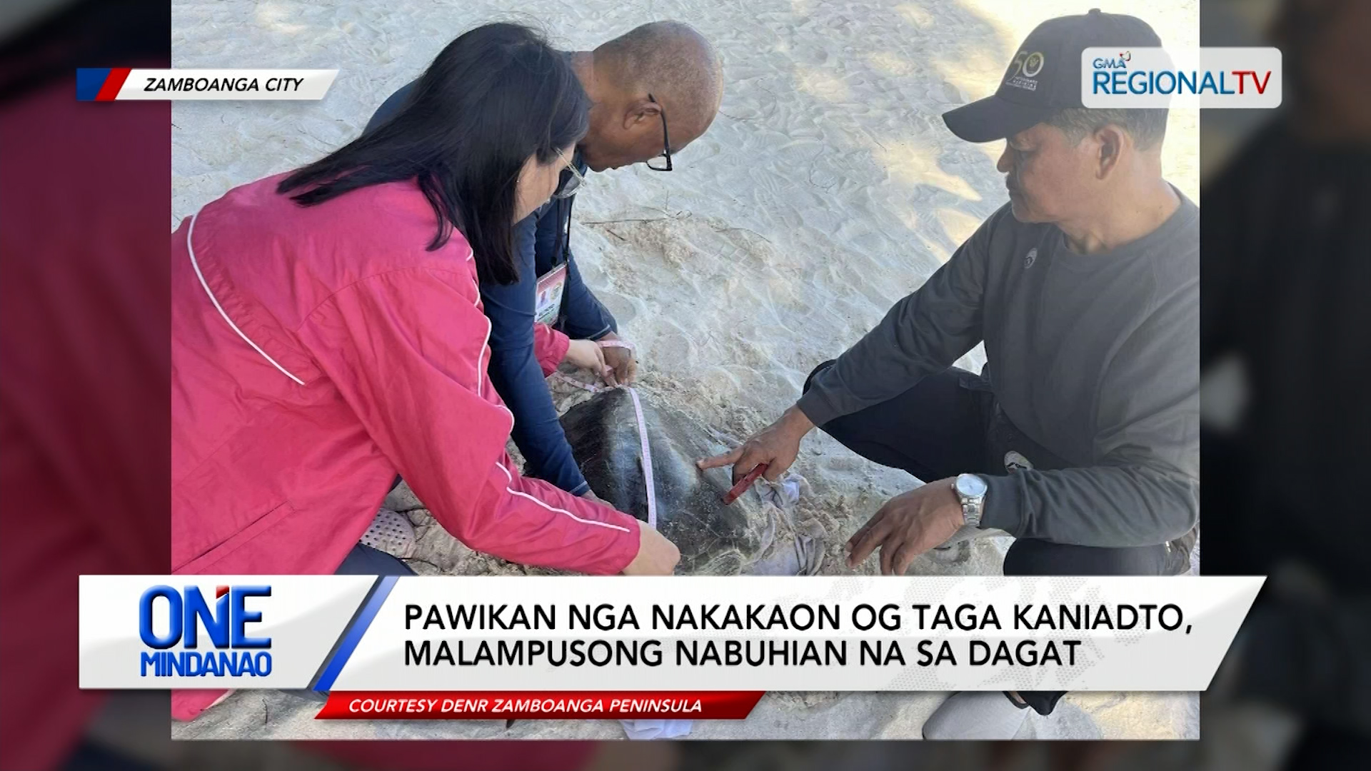 Pawikan nga nakakaon og taga kaniadto, malampusong nabuhian na sa dagat| One Mindanao