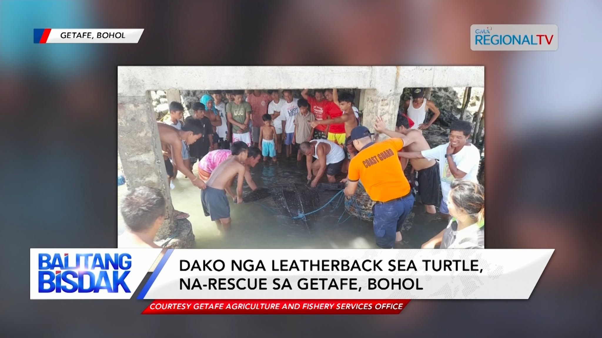 Dako nga Leatherback Sea Turtle, Na-rescue sa Bohol | Balitang Bisdak