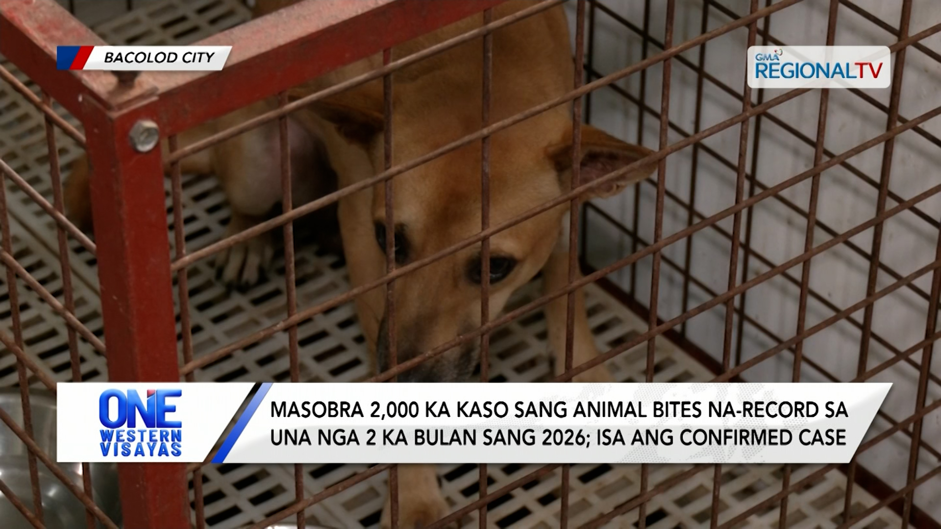 Masobra 2,000 cases sang animal bites na-record sa una nga 2 ka bulan sang 2026| One Western Visayas