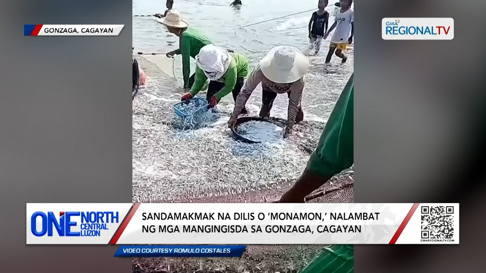Sandamakmak na dilis o ‘monamon,’ nalambat sa Cagayan | One North Central Luzon