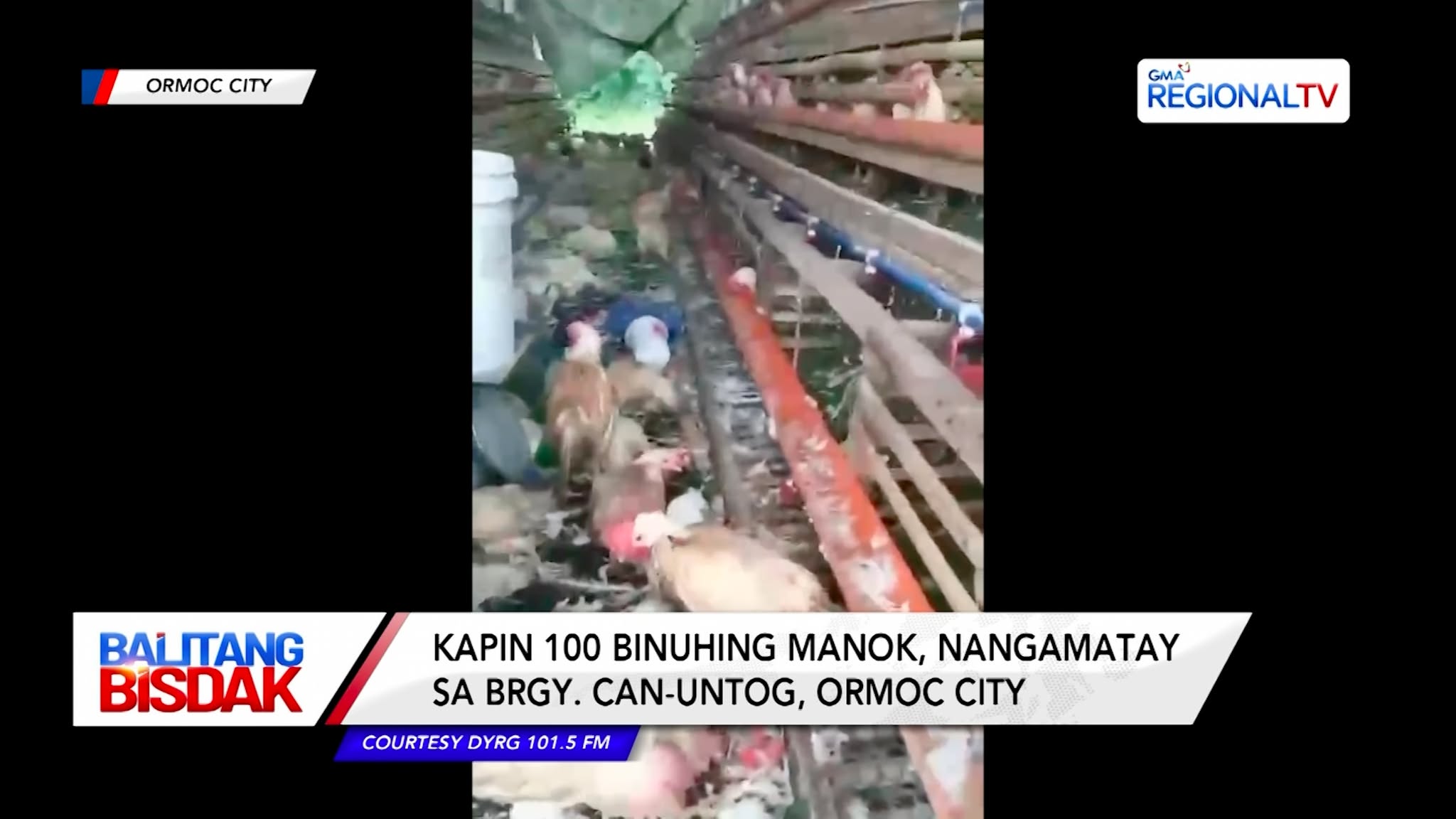Kapin 100 Binuhing Manok, Nangamatay sa usa ka Poultry Farm | Balitang Bisdak