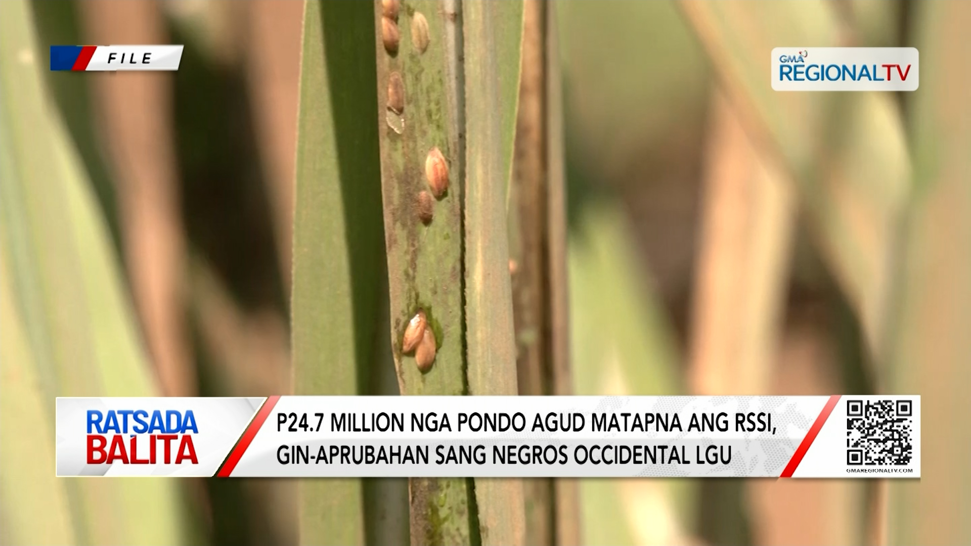 P24.7 million nga pondo agud matapna ang RSSI, gin-aprubahan sa Negros Occidental | Ratsada Balita