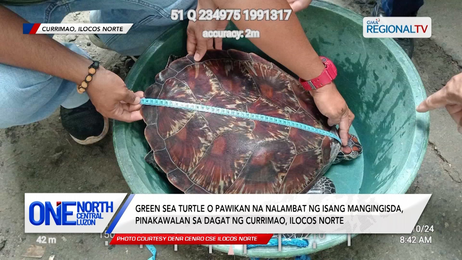 Pawikan na nalambat ng isang mangingisda, pinakawalan sa dagat ng Currimao