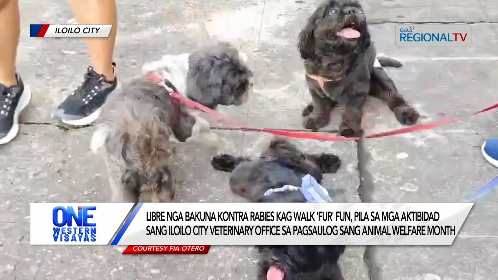 Libre nga bakuna kontra rabies kag walk ‘fur’ fun